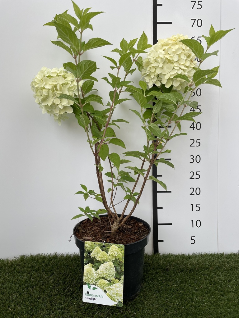Hydrangea  paniculata Limelight C3 40-50