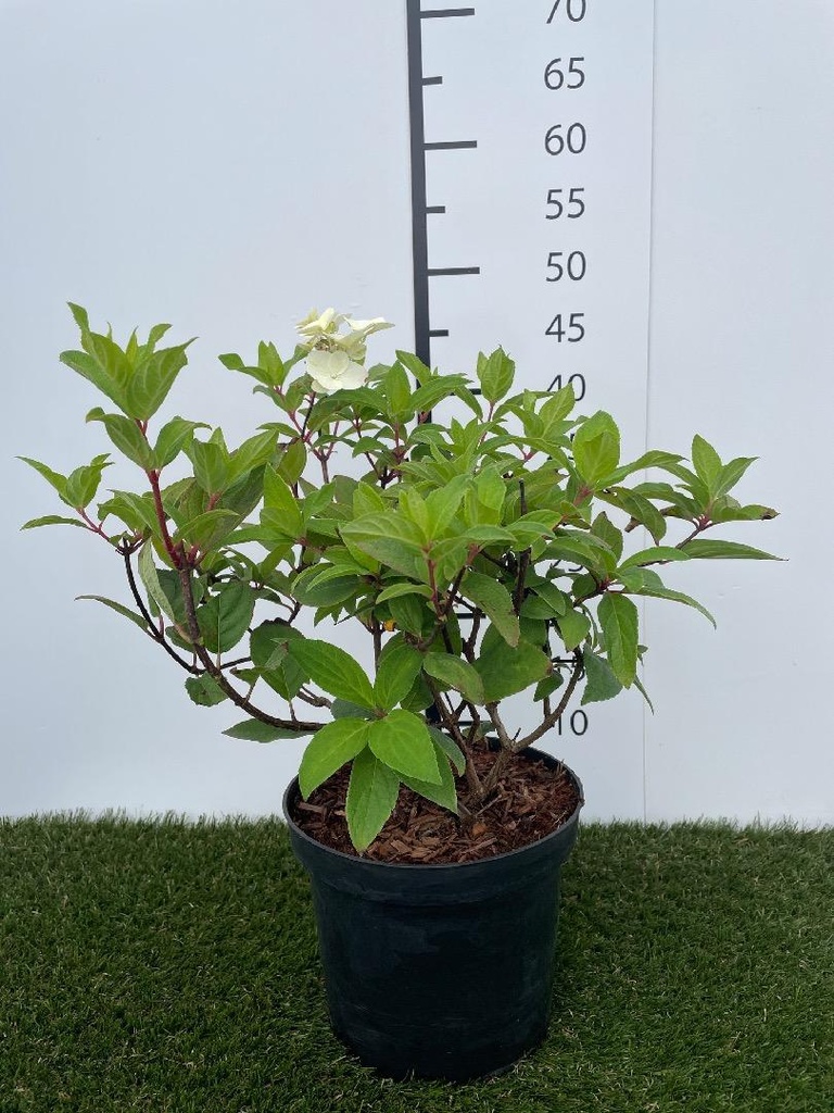 Hydrangea  paniculata Mega Mindy C3 40-50