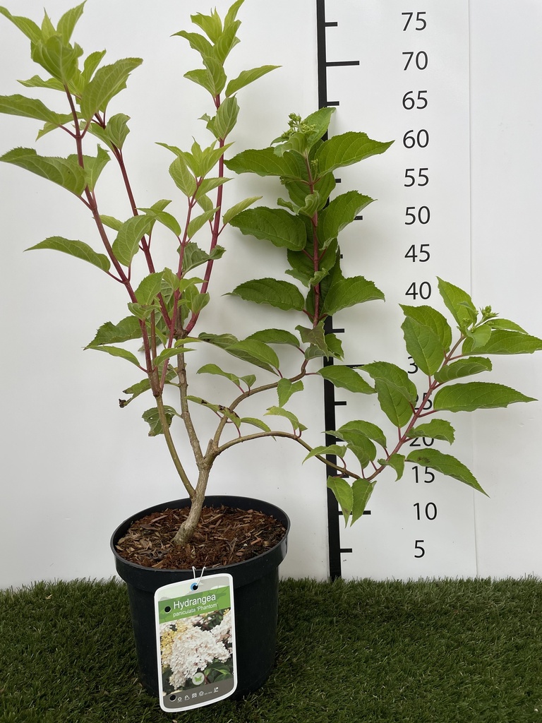 Hydrangea  paniculata Phantom C3 40-50