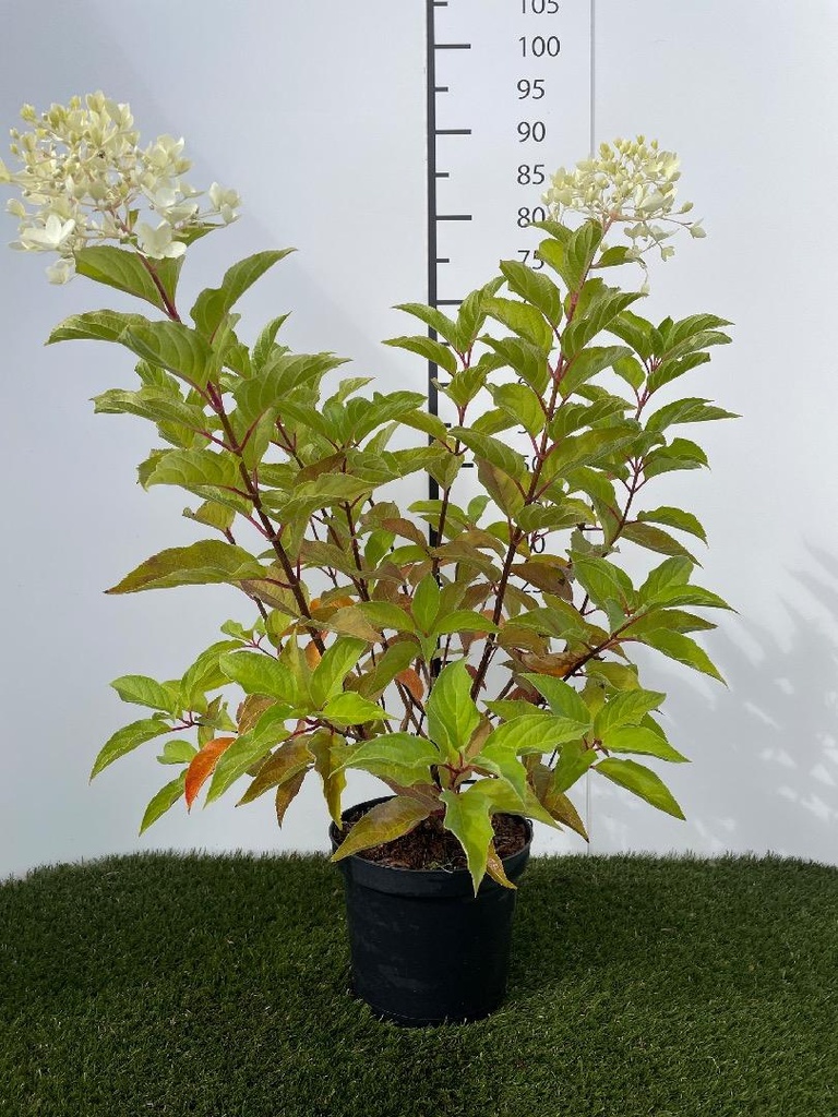 Hydrangea  paniculata Phantom C3 40-50