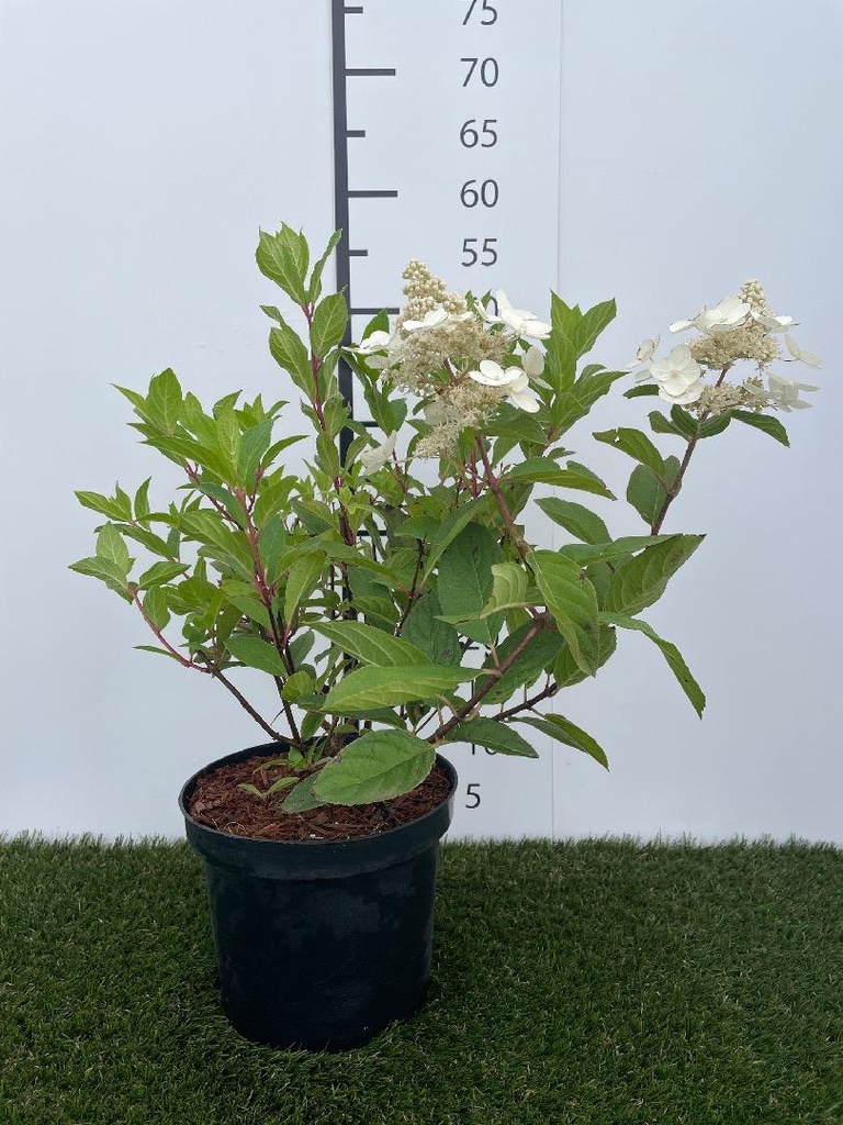 Hydrangea  paniculata Pink Diamond C3 40-50