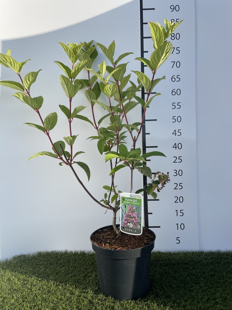 Hydrangea  paniculata Pink Diamond C3 40-50