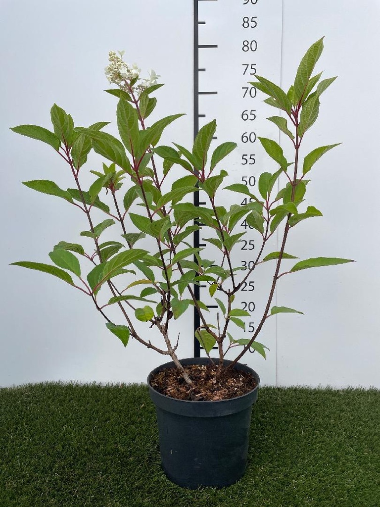Hydrangea  paniculata Pinky Winky C3 40-50