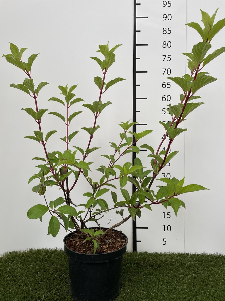 Hydrangea  paniculata Vanille-Fraise C3 40-50