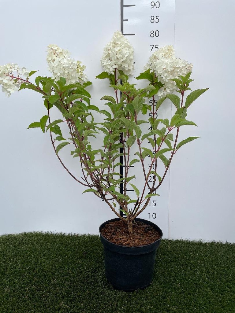 Hydrangea  paniculata Vanille-Fraise C3 40-50