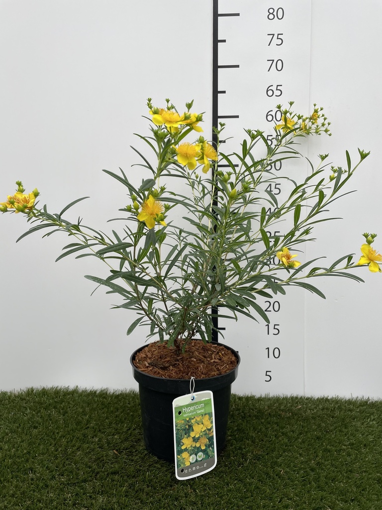Hypericum  kalmianum Gemo C3 30-40