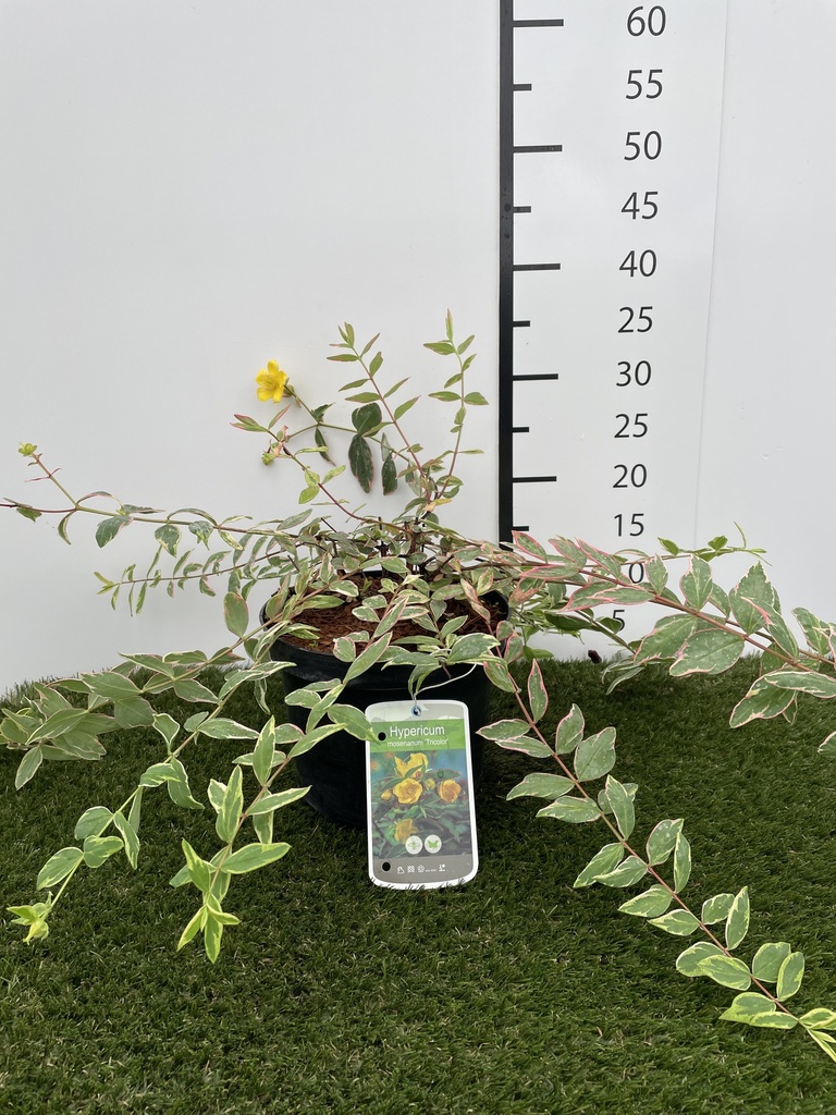 Hypericum  moserianum Tricolor C3 25-30
