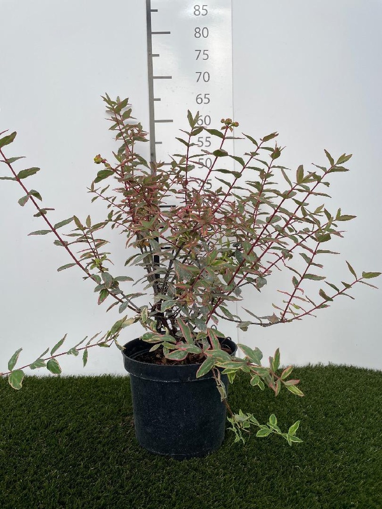 Hypericum  moserianum Tricolor C3 30-40