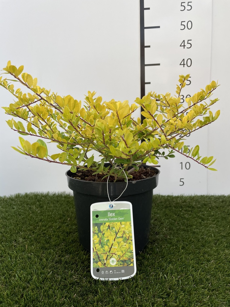 Ilex  crenata Golden Gem C3 30-40