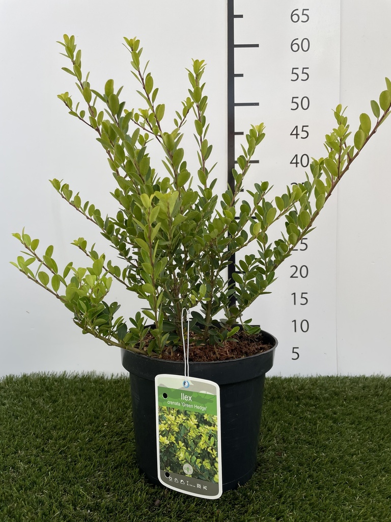Ilex  crenata Green Hedge C3 30-40