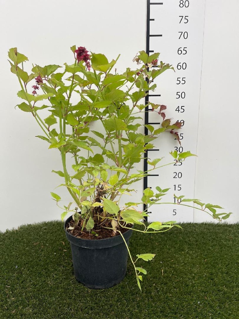 Leycesteria  Formosa C3 40-50