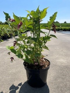 Leycesteria  Formosa C3 40-50
