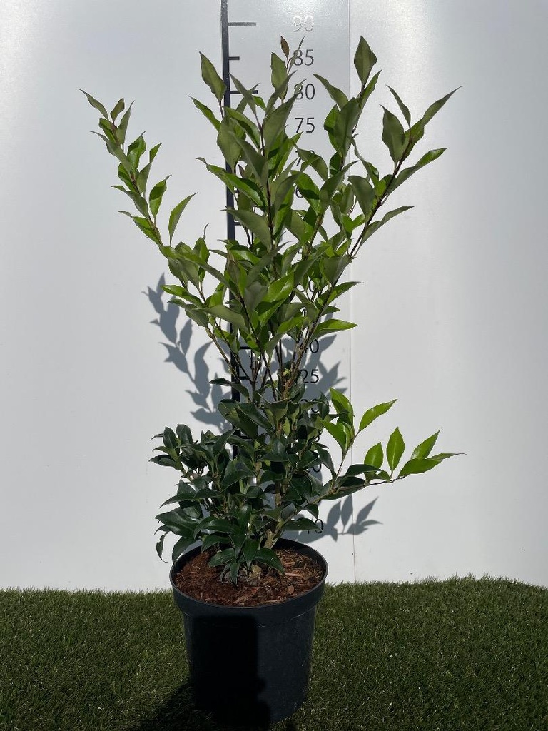 Ligustrum  japonicum Green Century C3 40-50