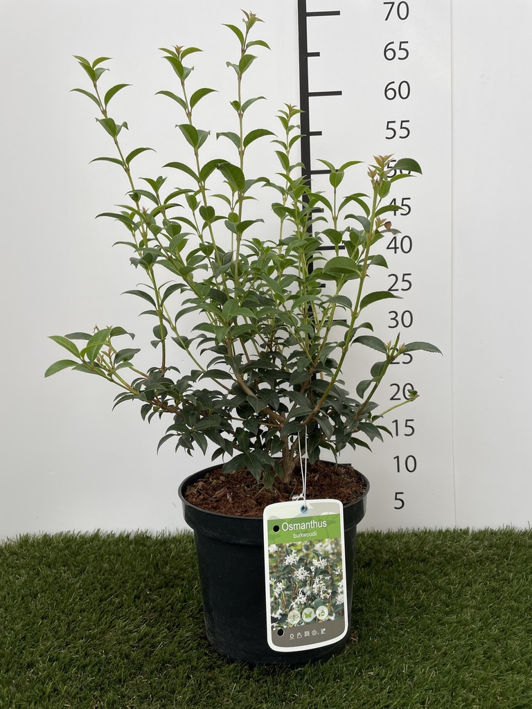 Osmanthus  Burkwoodii C3 40-60