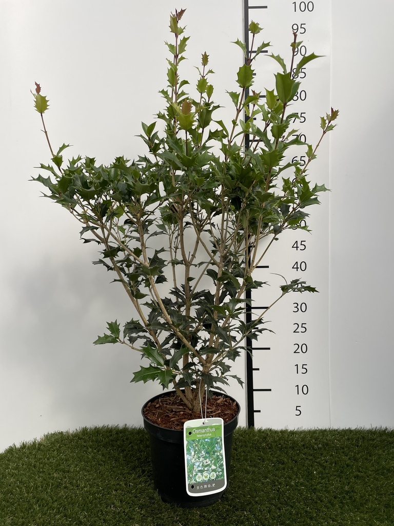 Osmanthus  Heterophyllus C3 40-60