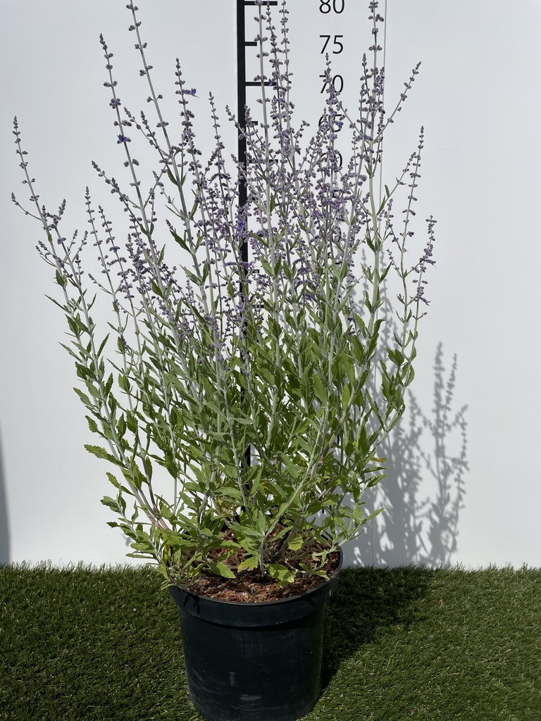 Perovskia  atriplicifolia Little Spire C3 30-40