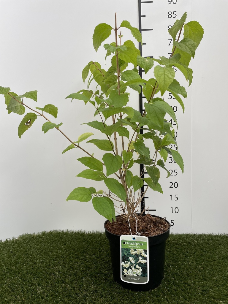 Philadelphus  Bouquet Blanc C3 50-60