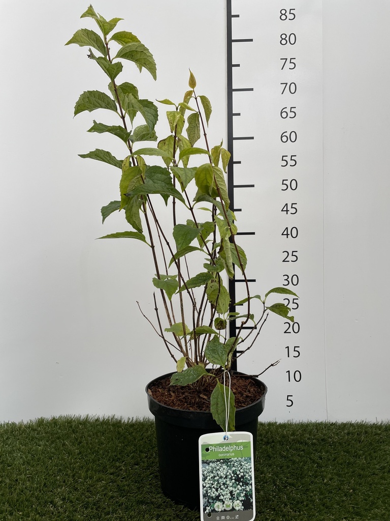 Philadelphus  coronarius C3 50-60