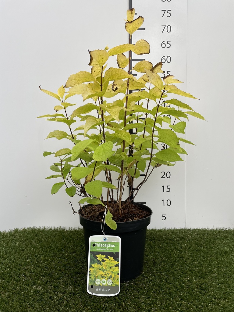 Philadelphus  coronarius Aureus C3 30-40