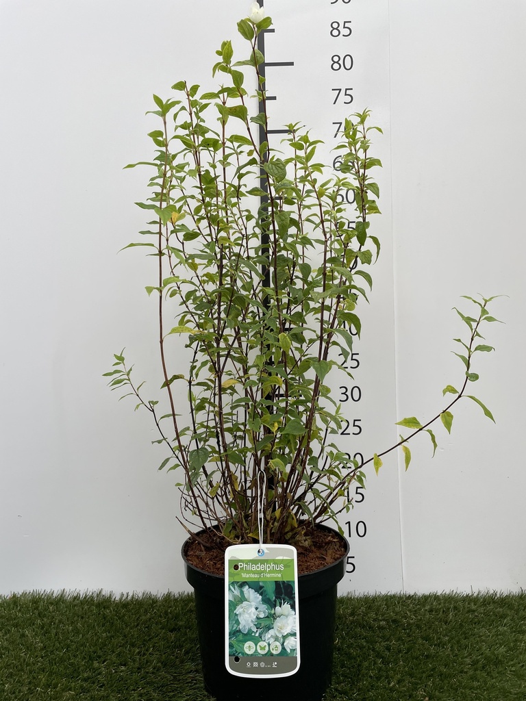 Philadelphus  Manteau dHermine C3 40-50