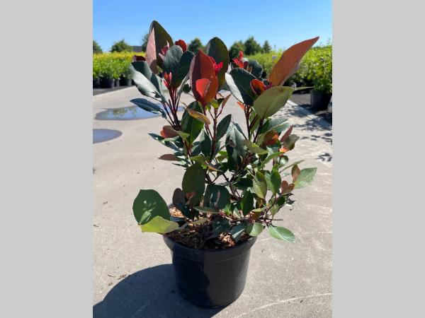 Photinia  fraseri Little Red Robin C3 25-30