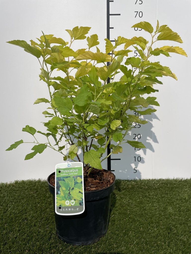 Physocarpus  opulifolius Darts Gold C3 30-40