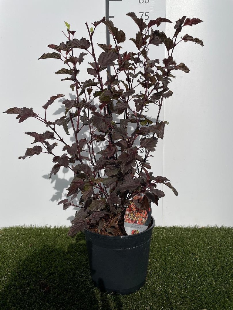 Physocarpus  opulifolius Diable dOr C3 40-60