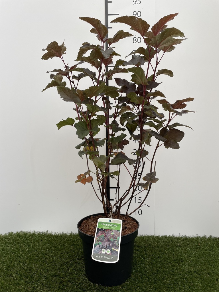 Physocarpus  opulifolius Diabolo C3 40-50