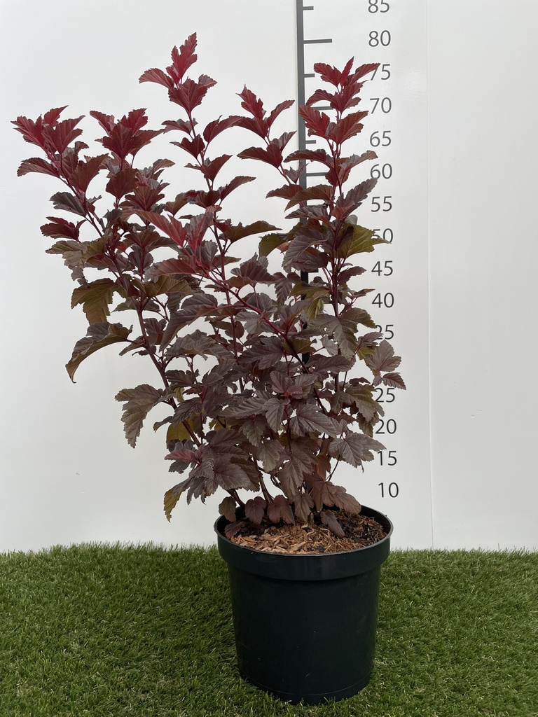 Physocarpus  opulifolius Little Angel C3 40-50