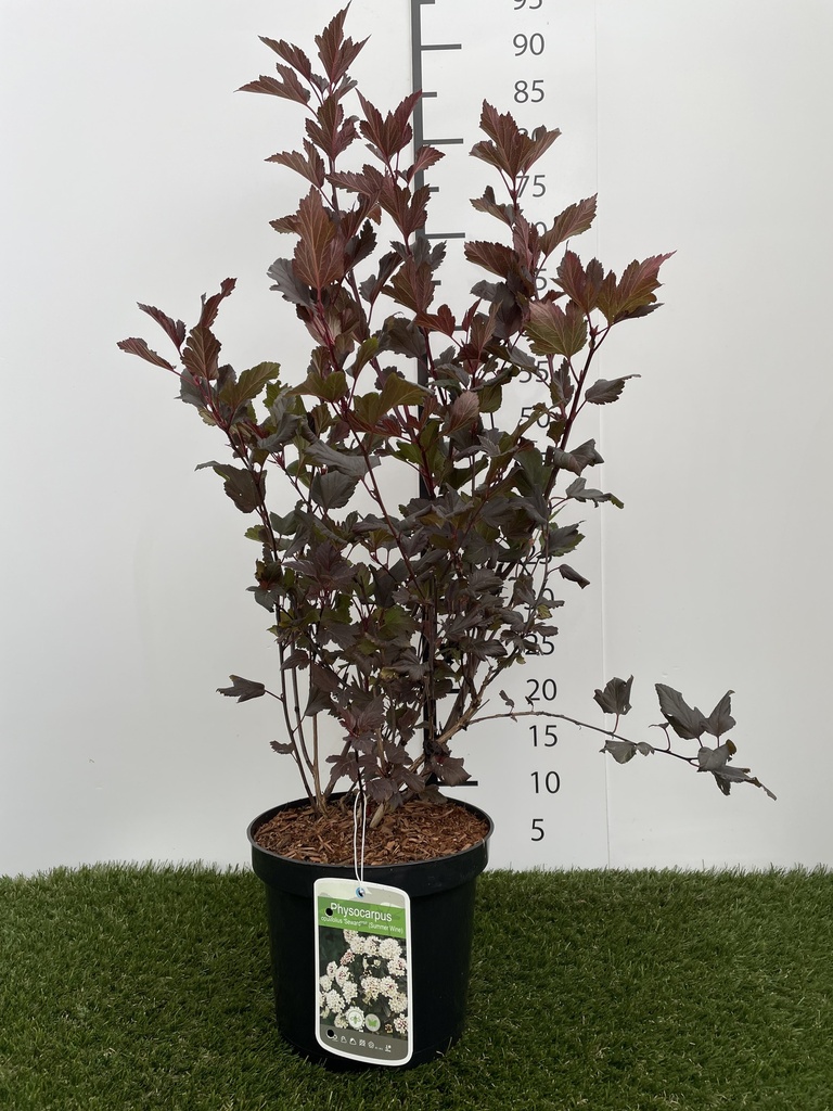 Physocarpus  opulifolius Summer Wine C3 40-60