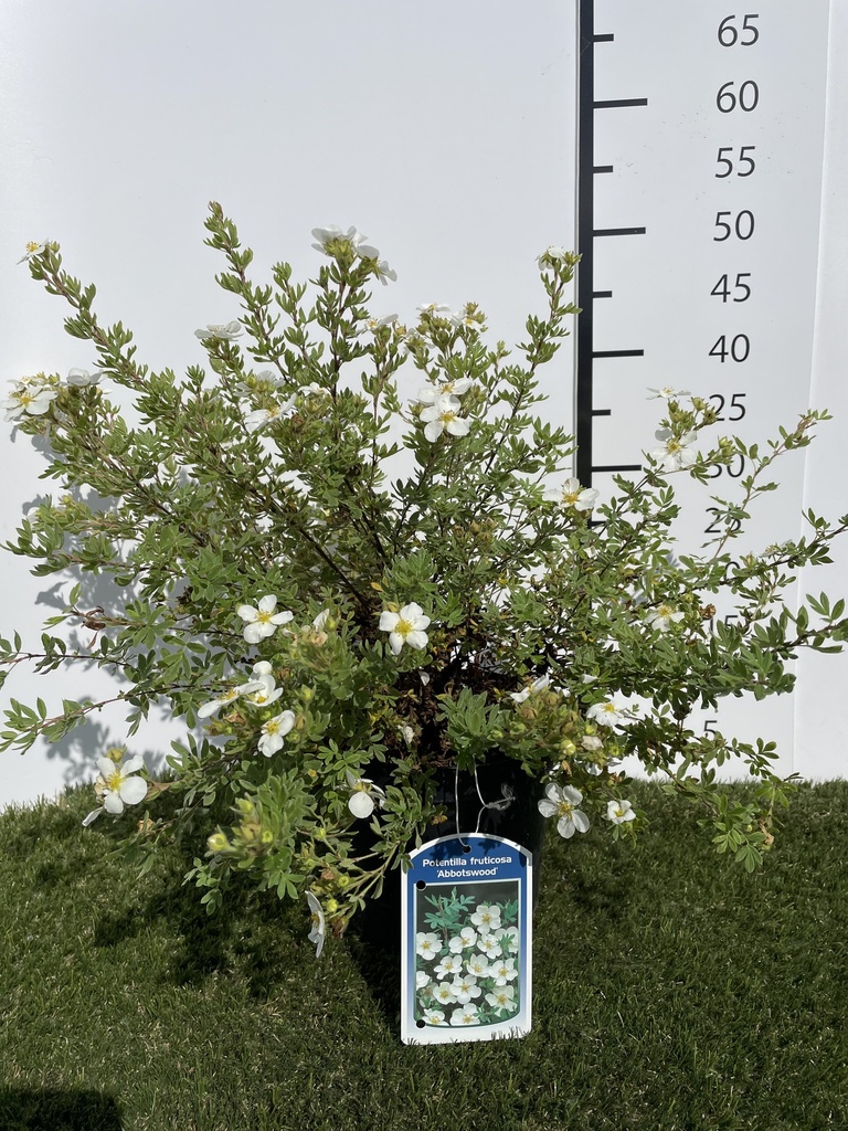 Potentilla  fruticosa Abbotswood C3 25-30