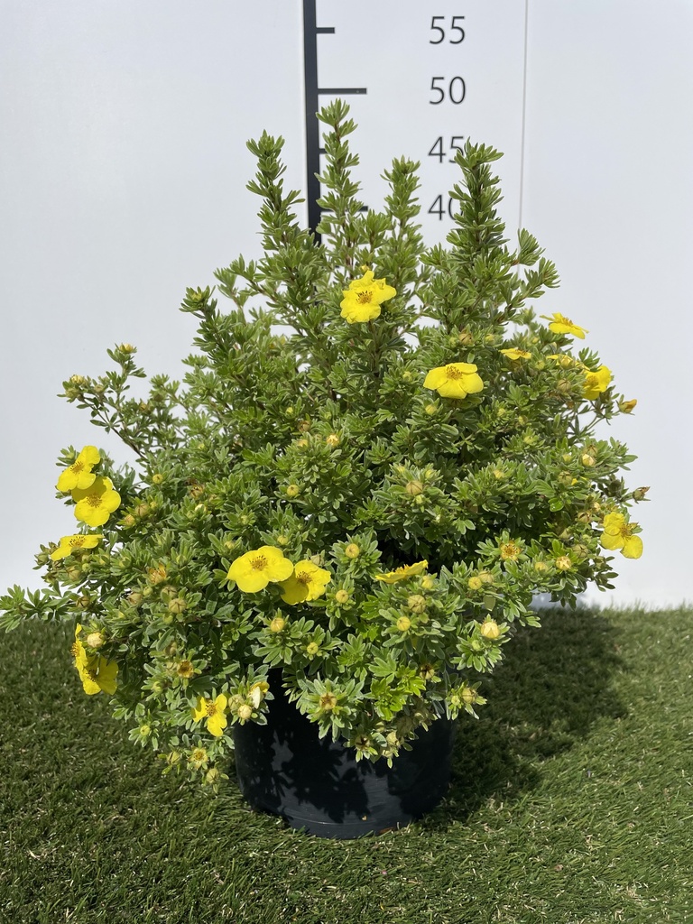 Potentilla  fruticosa Kobold C3 25-30