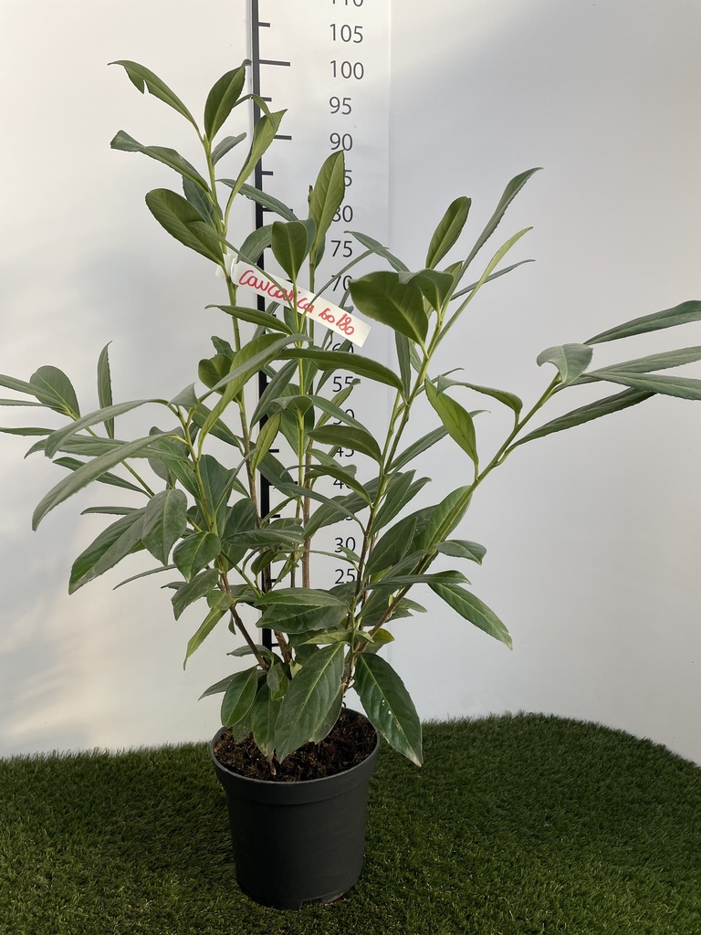 Prunus  laurocerasus Caucasica C3 60-80