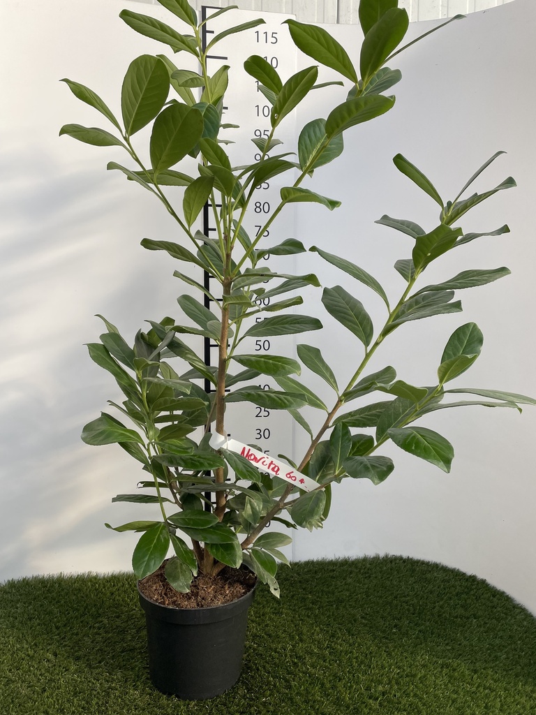 Prunus  laurocerasus Novita C3 60-80