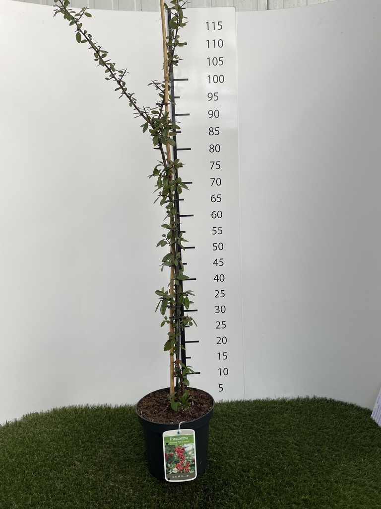 Pyracantha  coccinea Red Column C3 60-80