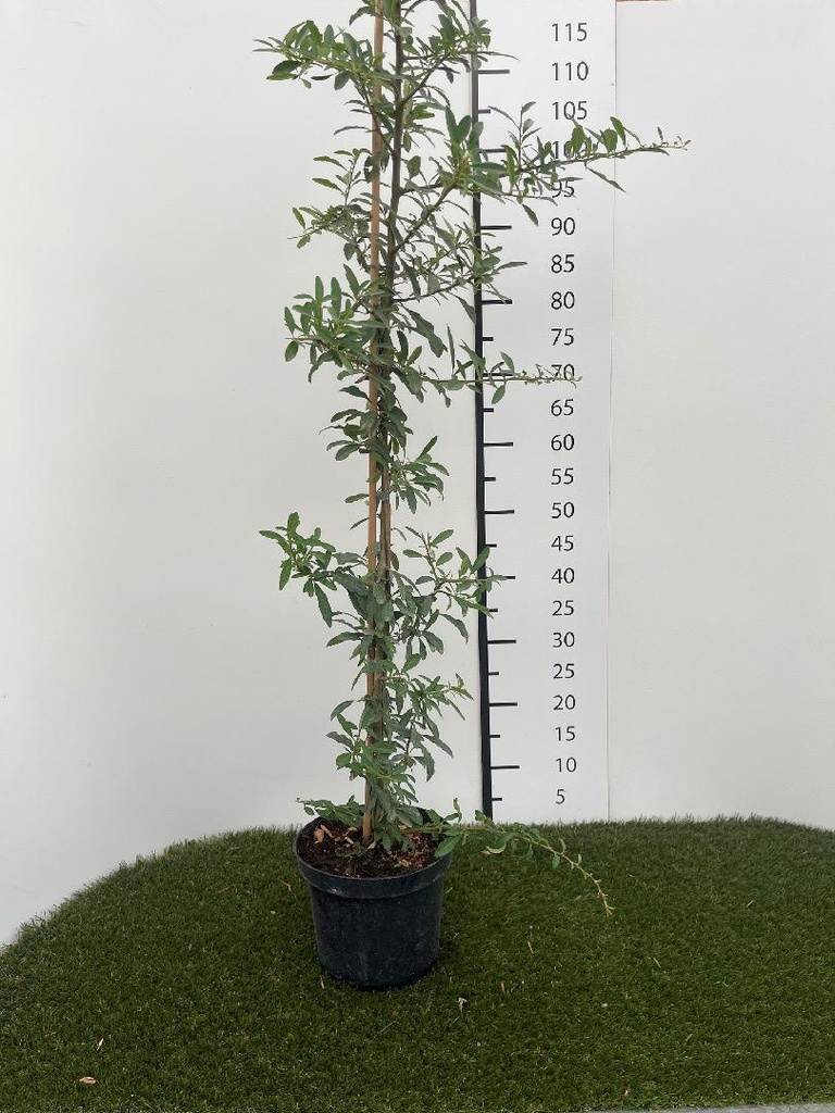 Pyracantha  Orange Glow C3 80-100