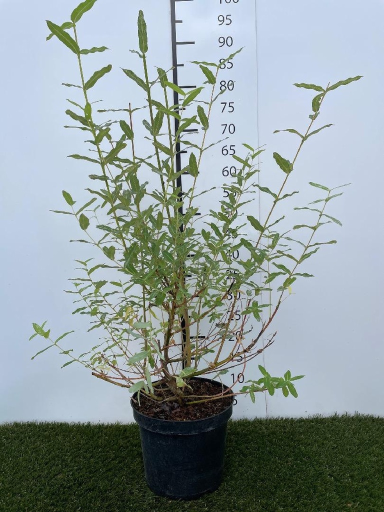 Salix  integra Hakuro Nishiki C3 40-50