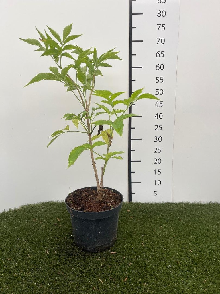 Sambucus  nigra C3 50-60