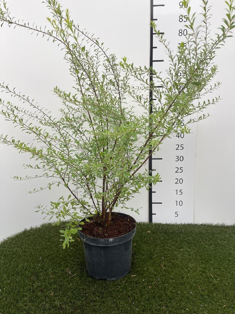 Spiraea  arguta C3 40-60