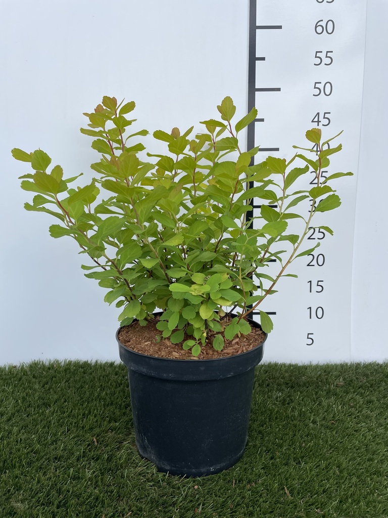Spiraea  betulifolia Tor Gold C3 40+