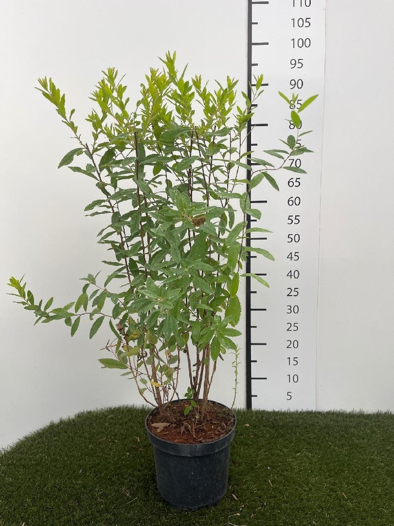 Spiraea  billardii C3 40-60