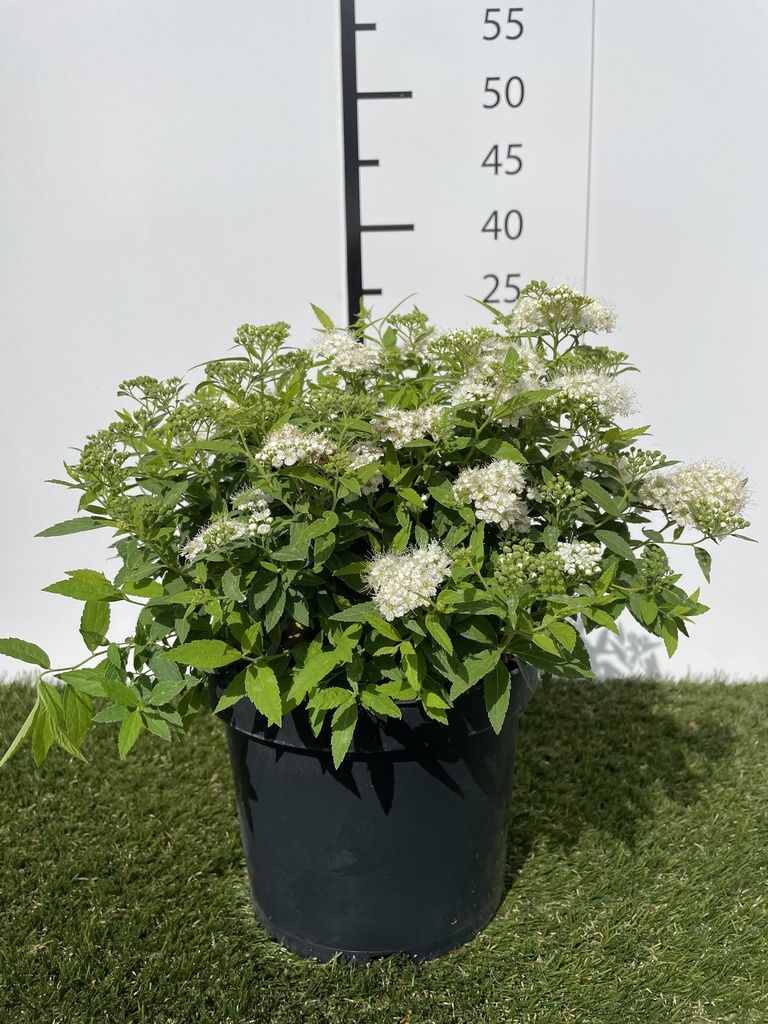 Spiraea  Japonica Albiflora C3 25-30