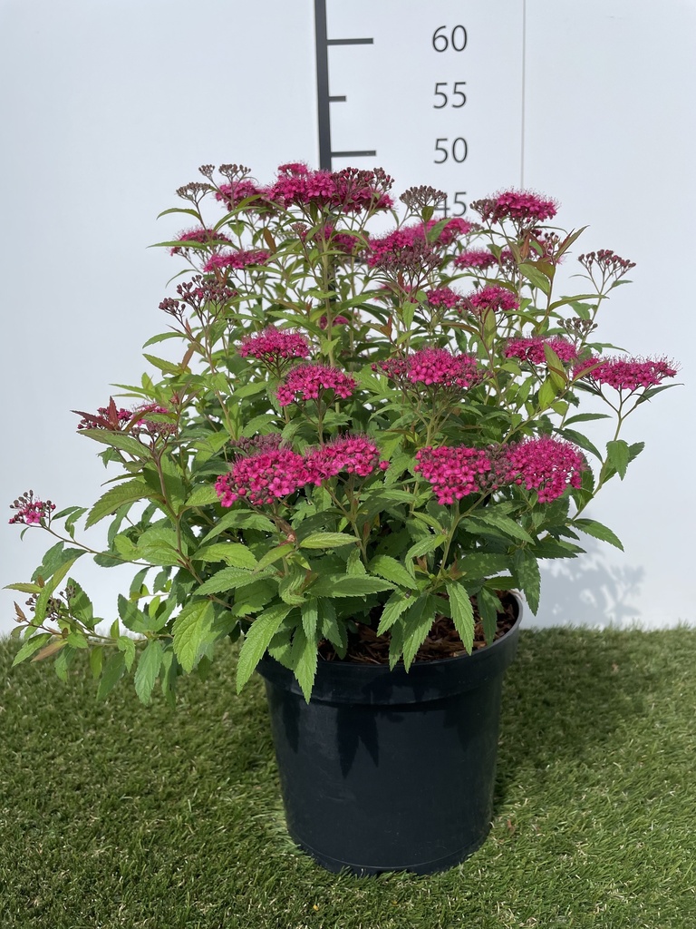 Spiraea  japonica Anthony Waterer C3 25-30