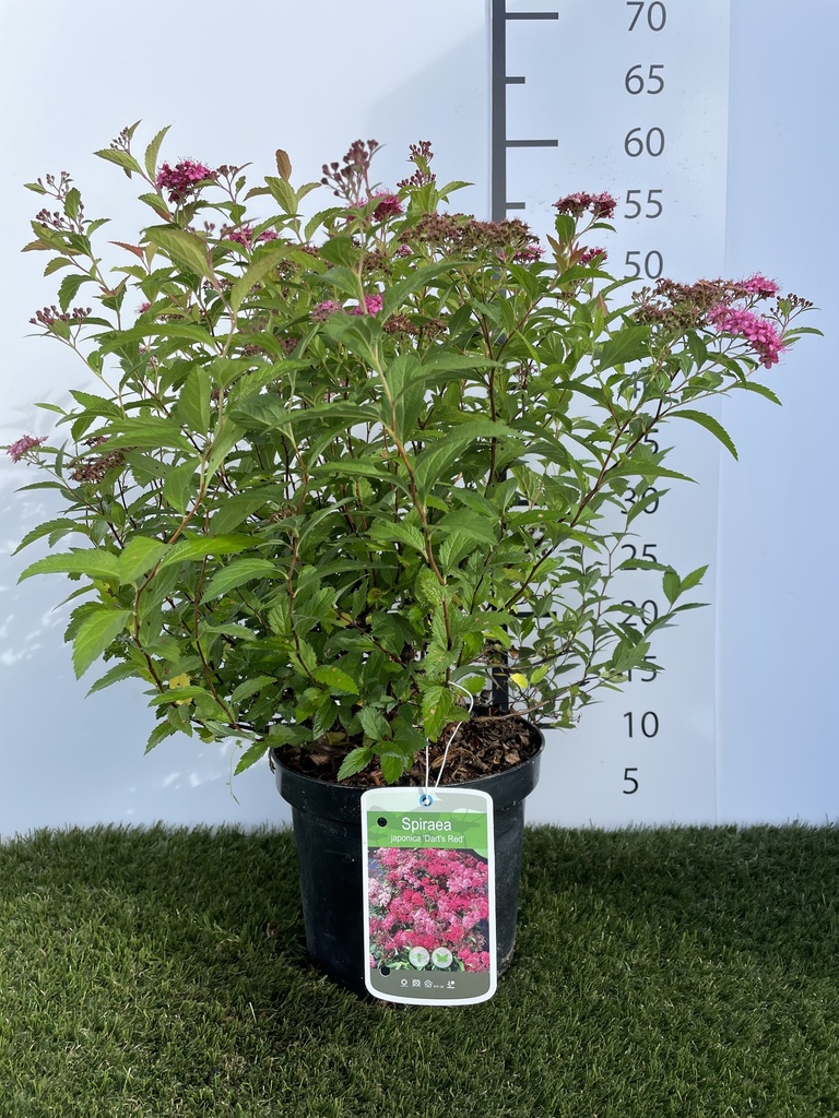 Spiraea  japonica Darts Red C3 25-30