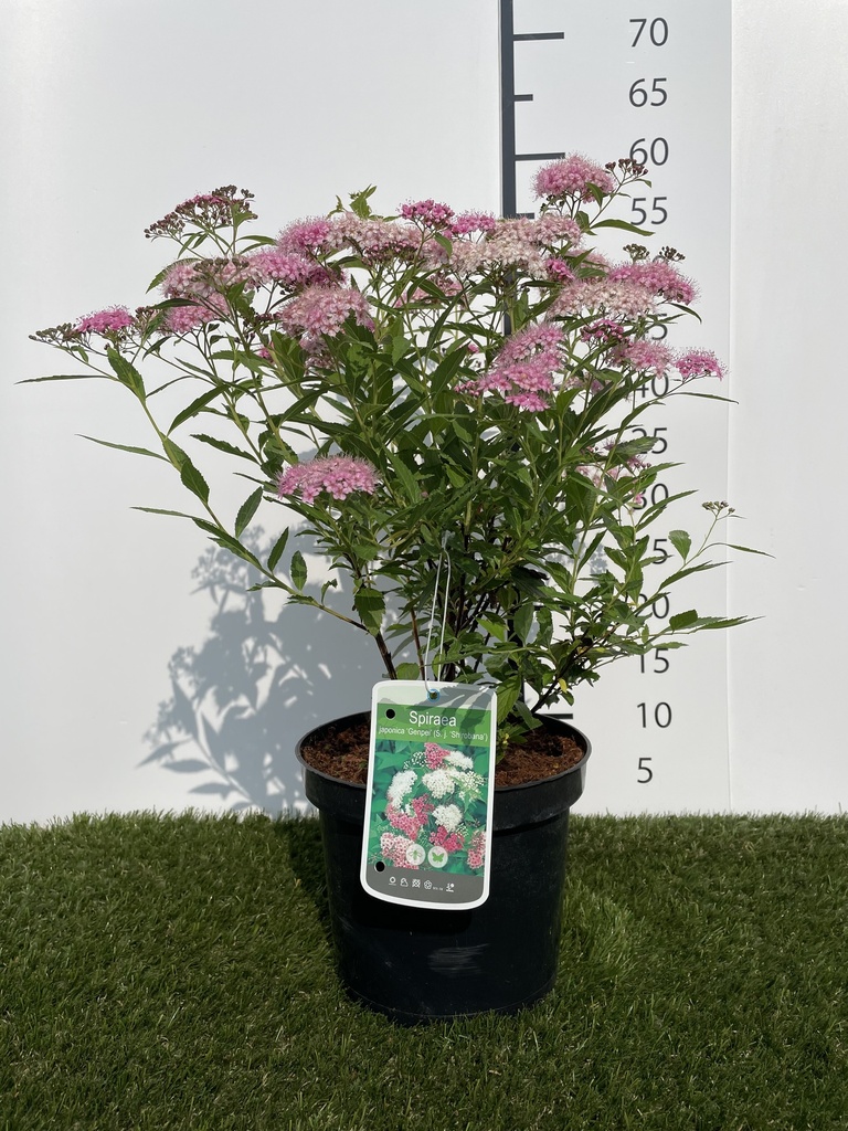 Spiraea  japonica Genpei C3 25-30
