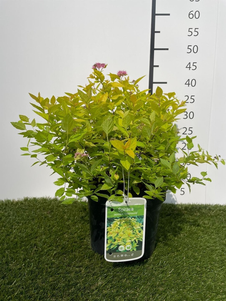Spiraea  japonica Goldmound C3 25-30