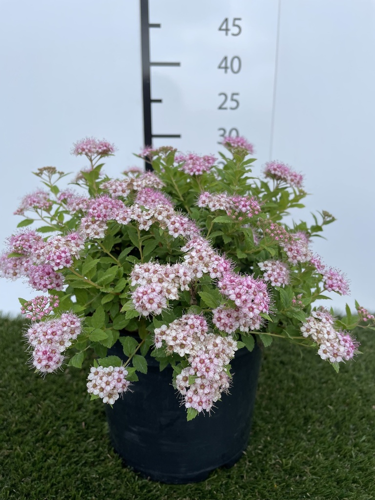 Spiraea  japonica Little Princess C3 25-30