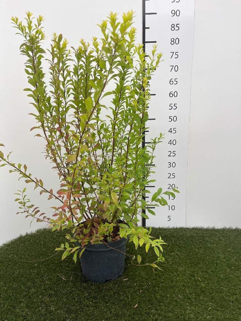 Spiraea  thunbergii Fujino Pink C3 40-60