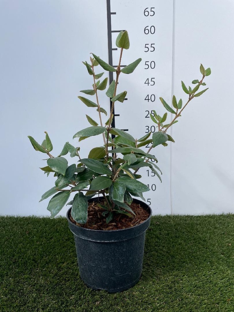 Viburnum  Burkwoodii C3 30-40