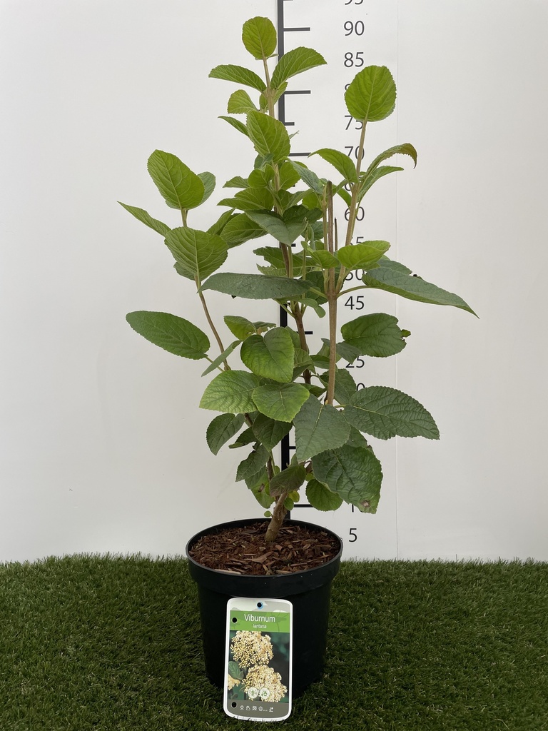 Viburnum  Lantana C3 50-60